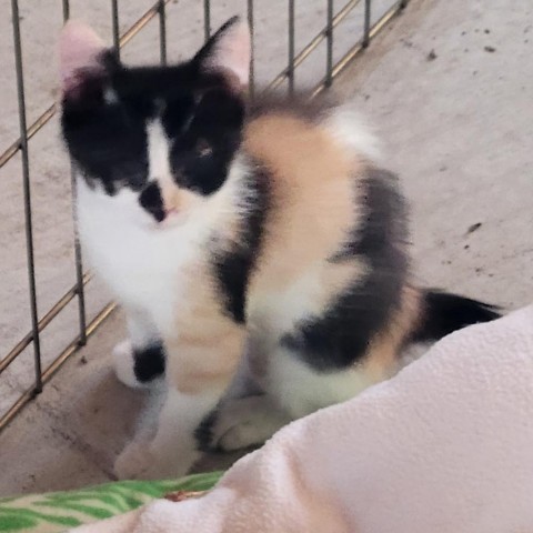 Tatey, an adoptable Domestic Medium Hair in Rochester, MN, 55903 | Photo Image 2