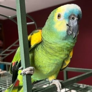 Birds for Adoption Near California MD Petfinder