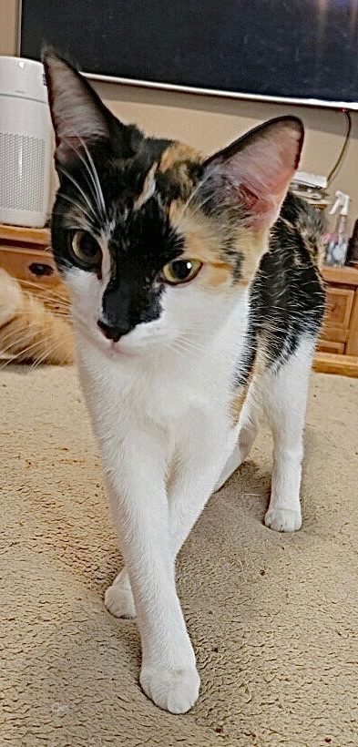 Cat for adoption - Anya - Foster Home (KH), a Calico & Domestic Short ...