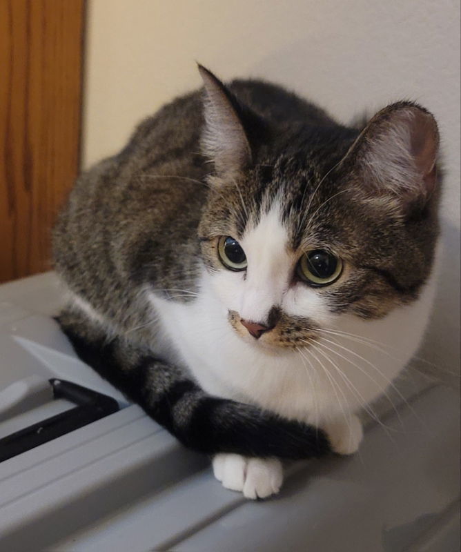 Daisy, an adoptable Tabby, Domestic Short Hair in Littleton, CO, 80127 | Photo Image 1