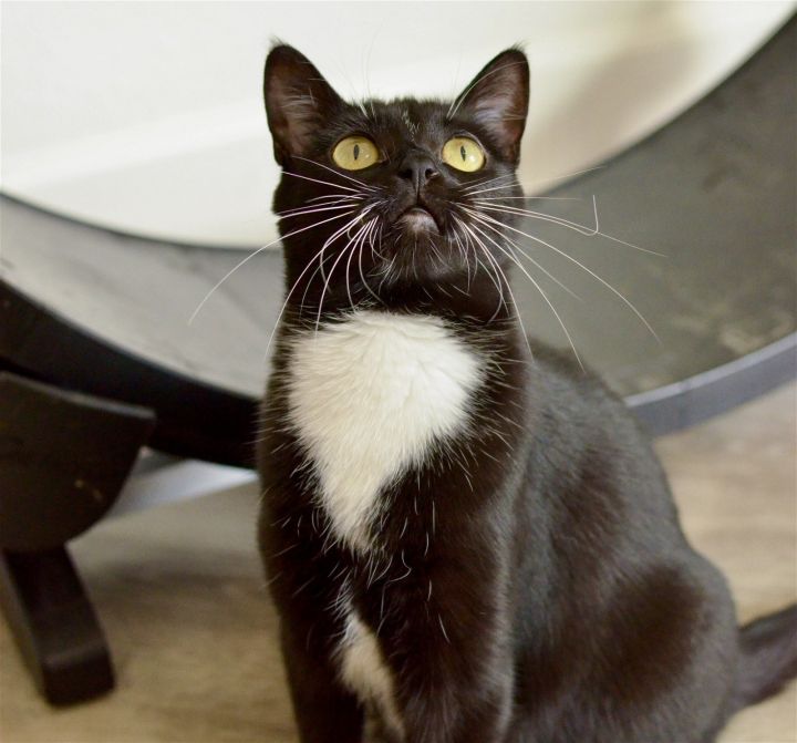 Kimmy, an adoptable Domestic Short Hair & Tuxedo Mix in Springfield, OR_image-1