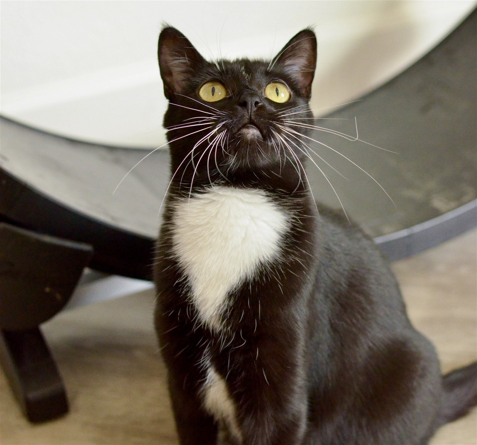 Kimmy, an adoptable Domestic Short Hair, Tuxedo in Springfield, OR, 97475 | Photo Image 1