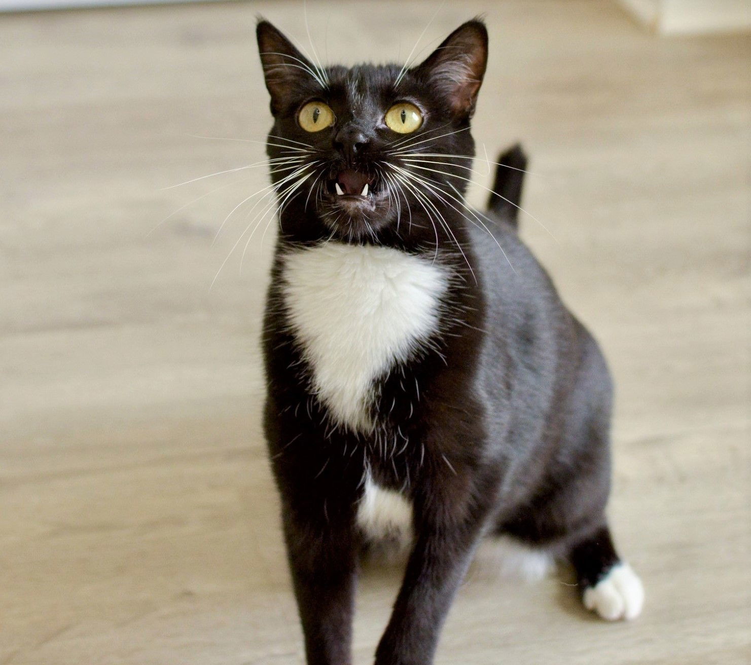 Kimmy, an adoptable Domestic Short Hair, Tuxedo in Springfield, OR, 97475 | Photo Image 2