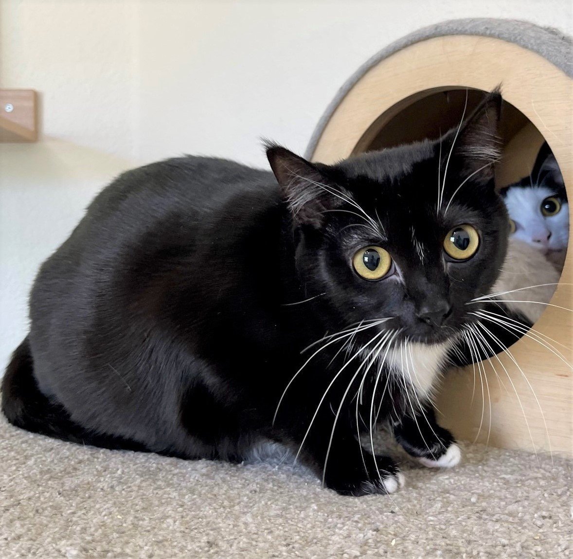 Kimmy, an adoptable Domestic Short Hair, Tuxedo in Springfield, OR, 97475 | Photo Image 3
