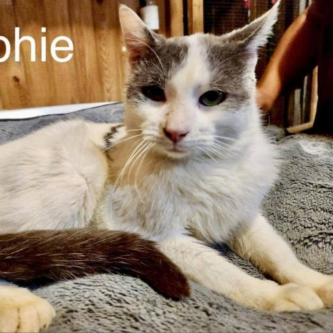 Ralphie, an adoptable Domestic Short Hair in Tylertown, MS, 39667 | Photo Image 2