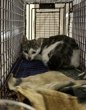 Primary Color Grey Tabby Secondary Color White Weight 6lbs Animal has been Spayed