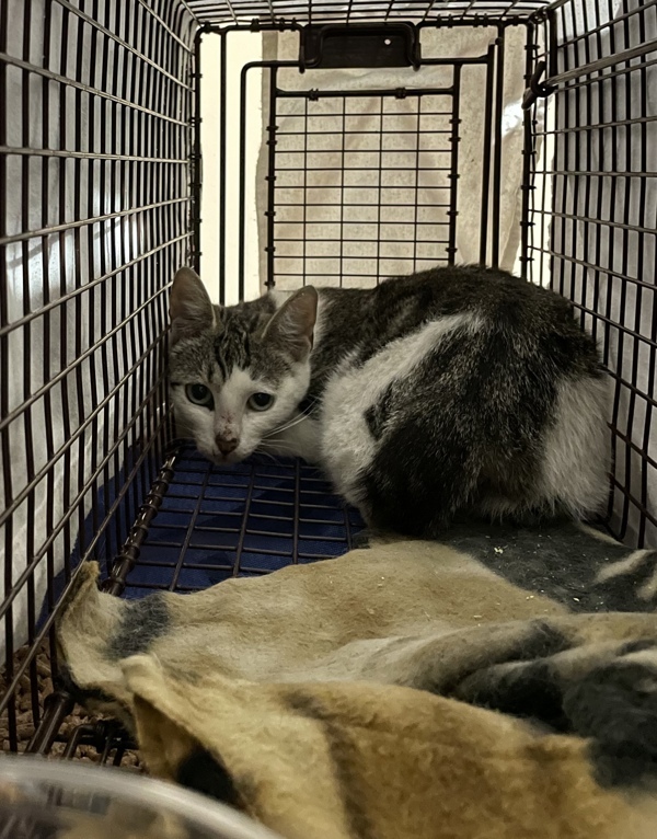 Rumble, an adoptable Domestic Short Hair in Spokane Valley, WA, 99212 | Photo Image 1