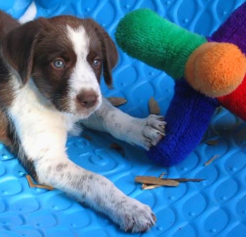 MARTY-ADOPTED! 1