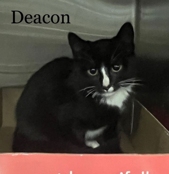 Deacon, an adopted Domestic Short Hair & Tuxedo Mix in New Haven, CT_image-1