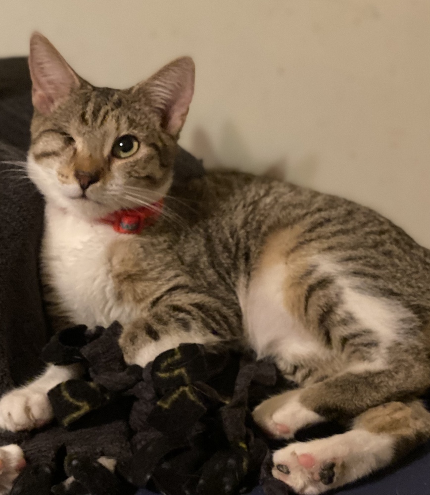 Ena, an adoptable Tabby, Domestic Short Hair in Panama City Beach, FL, 32408 | Photo Image 1