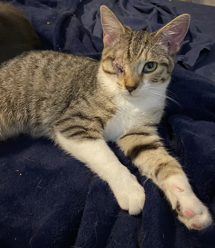 Ena, an adoptable Tabby, Domestic Short Hair in Panama City Beach, FL, 32408 | Photo Image 2