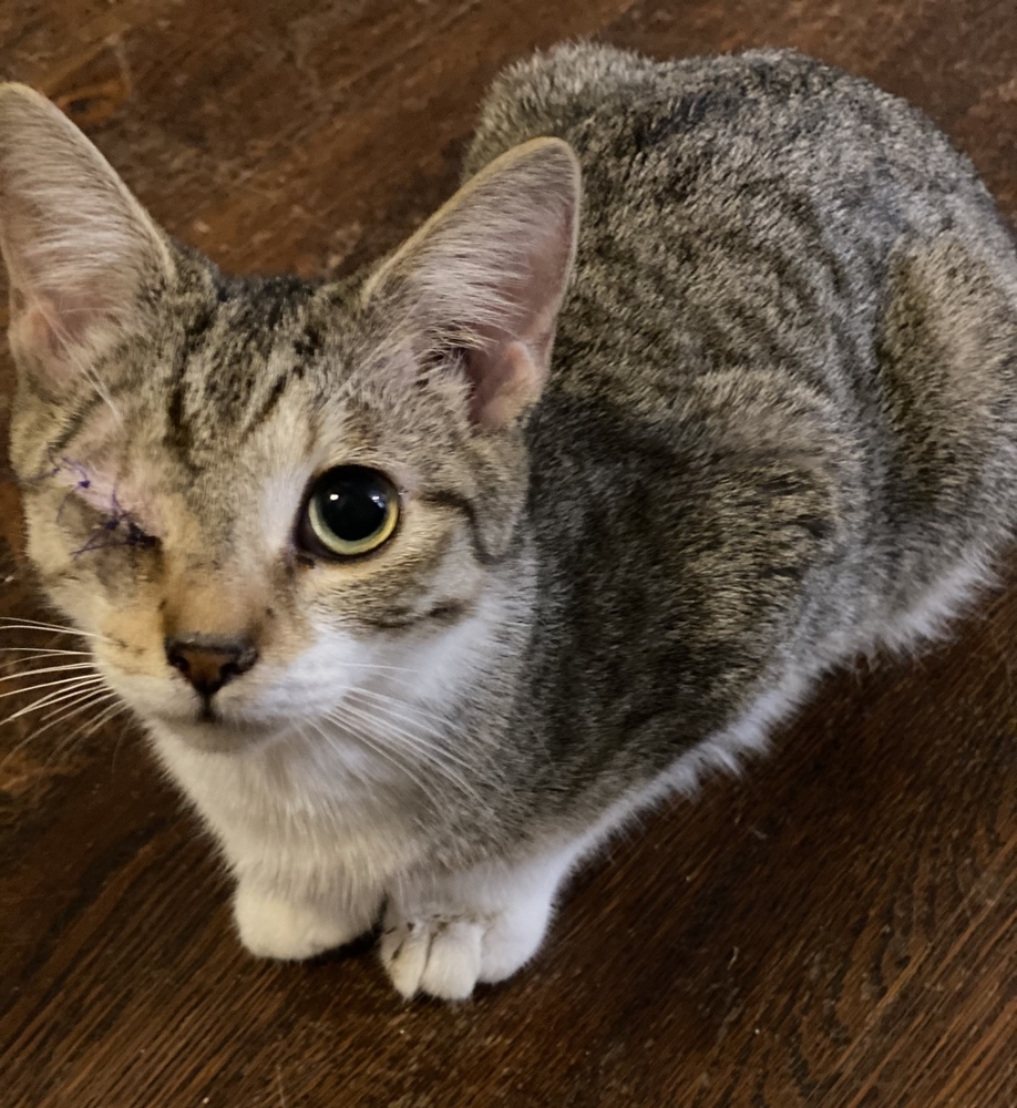 Ena, an adoptable Tabby, Domestic Short Hair in Panama City Beach, FL, 32408 | Photo Image 3