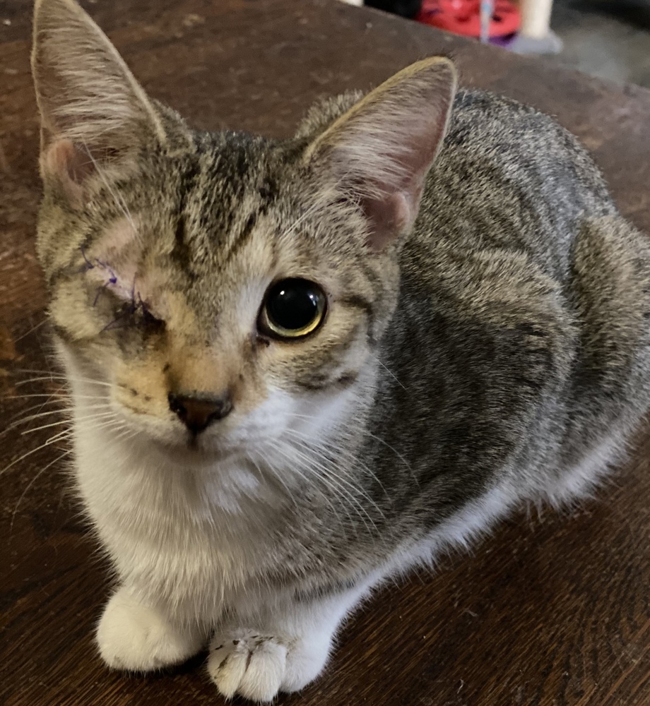 Ena, an adoptable Tabby, Domestic Short Hair in Panama City Beach, FL, 32408 | Photo Image 4