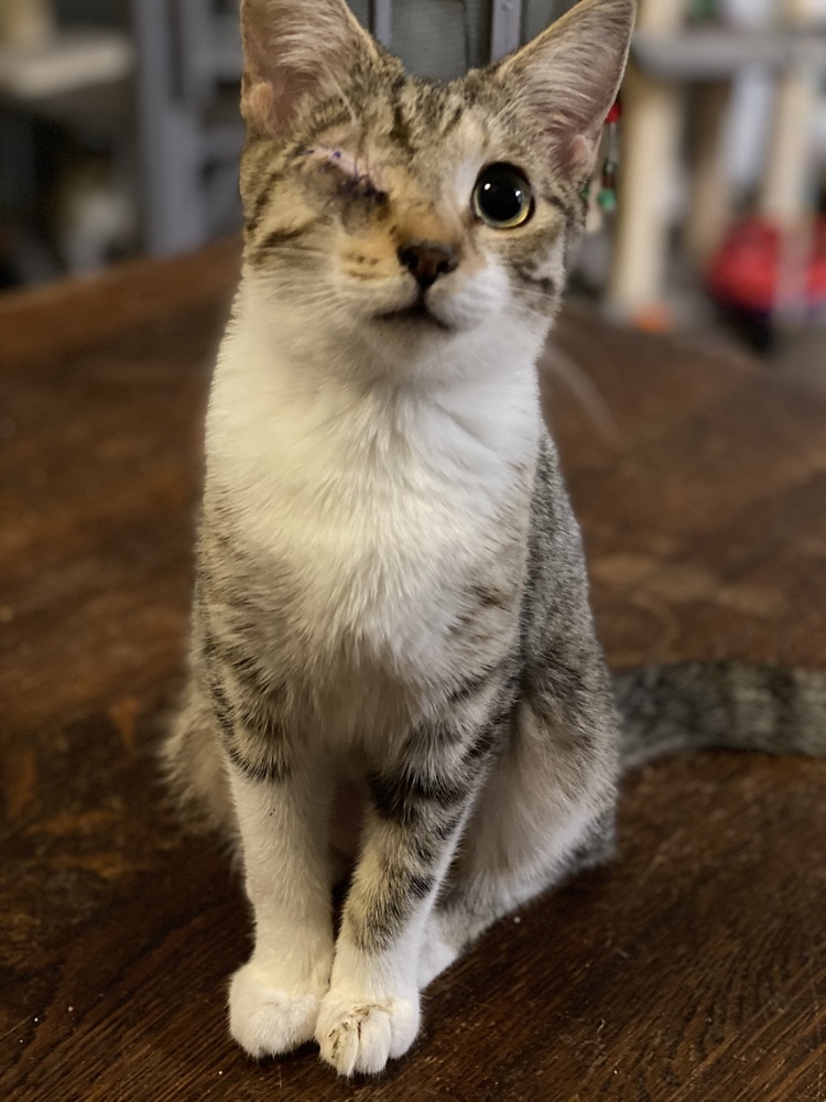 Ena, an adoptable Tabby, Domestic Short Hair in Panama City Beach, FL, 32408 | Photo Image 5