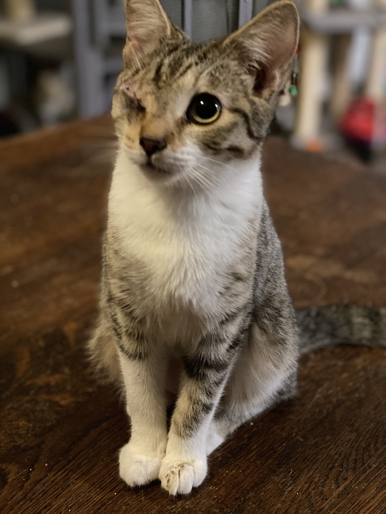 Ena, an adoptable Tabby, Domestic Short Hair in Panama City Beach, FL, 32408 | Photo Image 6