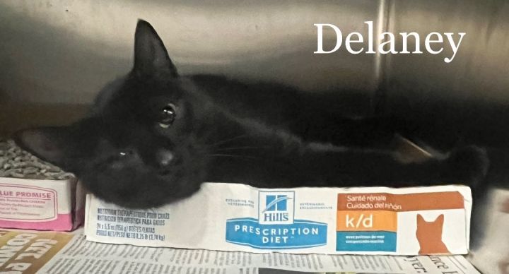 Delaney, an adopted Domestic Short Hair & Tuxedo Mix in New Haven, CT_image-1