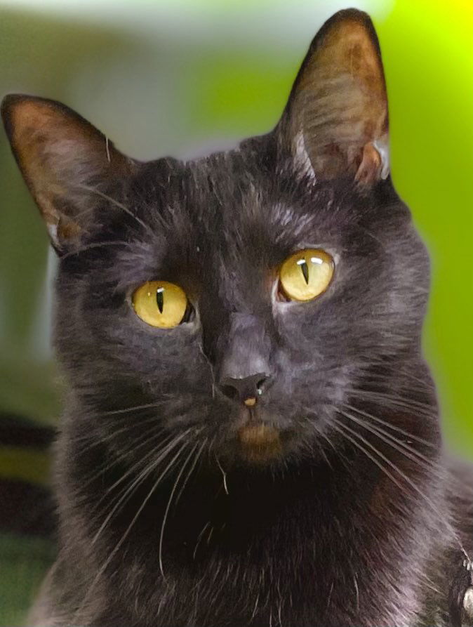 Goki, an adoptable Domestic Short Hair in Estherville, IA, 51334 | Photo Image 1