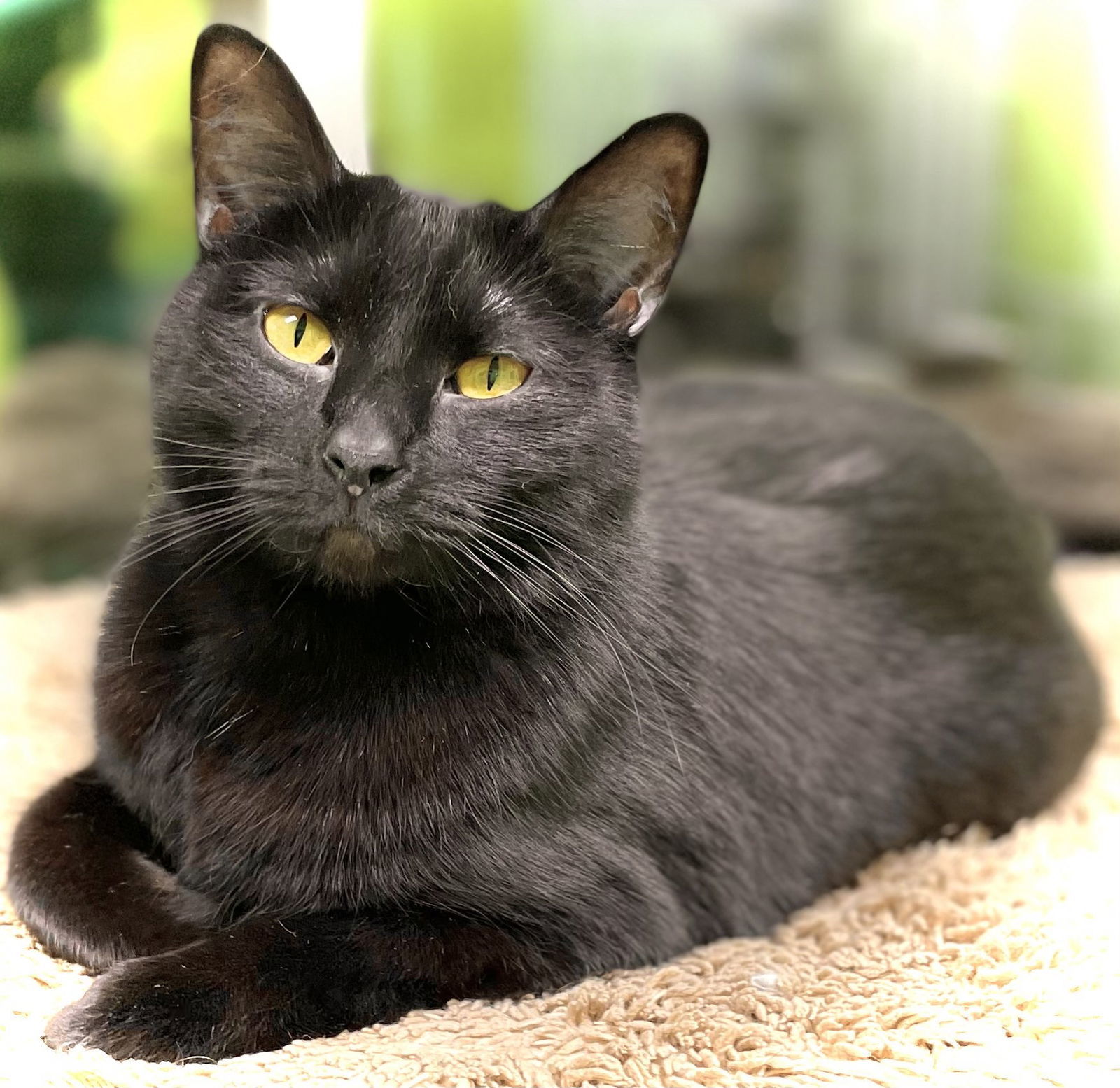 Goki, an adoptable Domestic Short Hair in Estherville, IA, 51334 | Photo Image 2