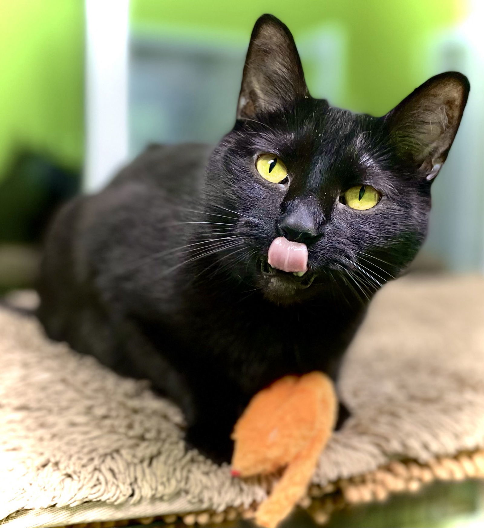 Goki, an adoptable Domestic Short Hair in Estherville, IA, 51334 | Photo Image 3