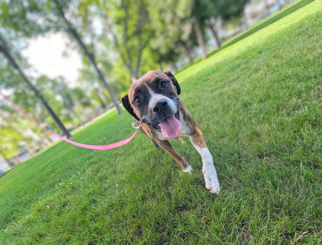 Padamay, an adoptable Boxer in Twin Falls, ID, 83301 | Photo Image 1