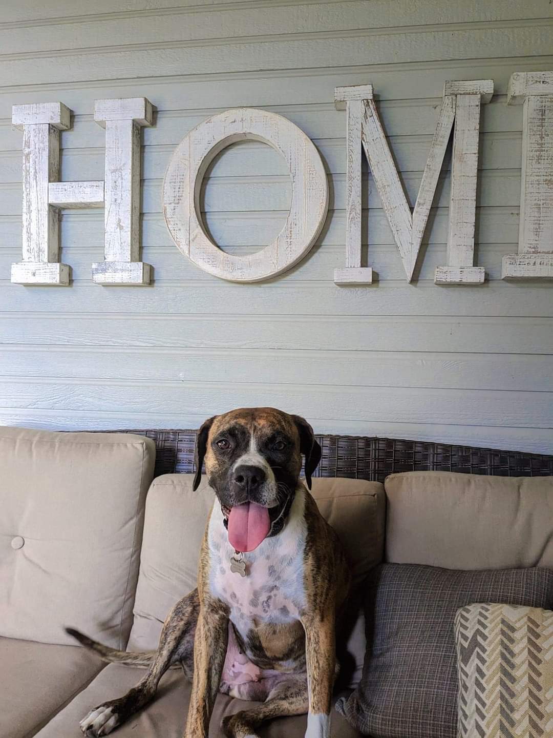 Padamay, an adoptable Boxer in Twin Falls, ID, 83301 | Photo Image 3