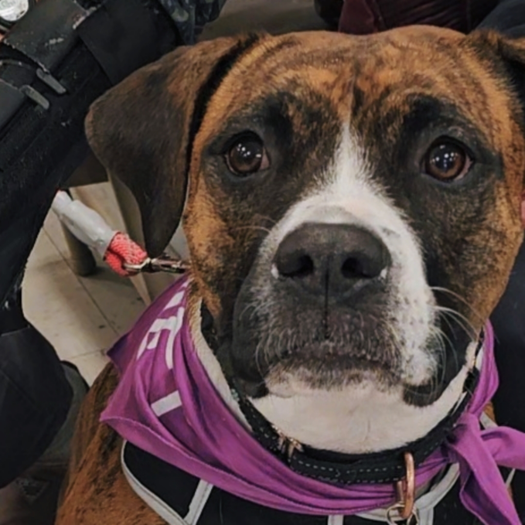 Padamay, an adoptable Boxer in Twin Falls, ID, 83301 | Photo Image 4
