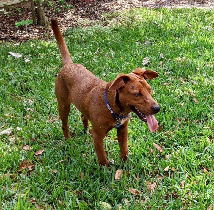 Roscoe, an adoptable Labrador Retriever & Dachshund Mix in Cantonment, FL_image-6