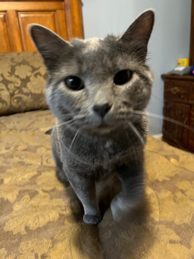 Fenestra, an adoptable Domestic Short Hair in Ballwin, MO, 63011 | Photo Image 1
