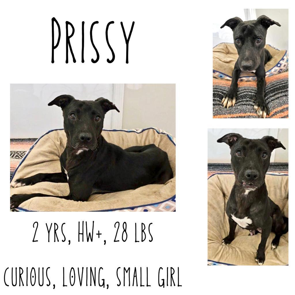 Prissy, an adoptable Mixed Breed in Albany, GA, 31706 | Photo Image 1