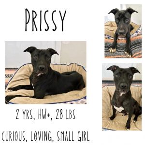 Prissy