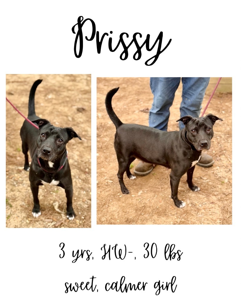 Prissy, an adoptable Mixed Breed in Albany, GA, 31706 | Photo Image 1