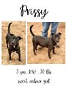 Prissy photo 1