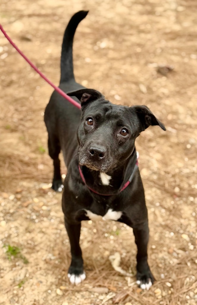 Prissy, an adoptable Mixed Breed in Albany, GA, 31706 | Photo Image 3
