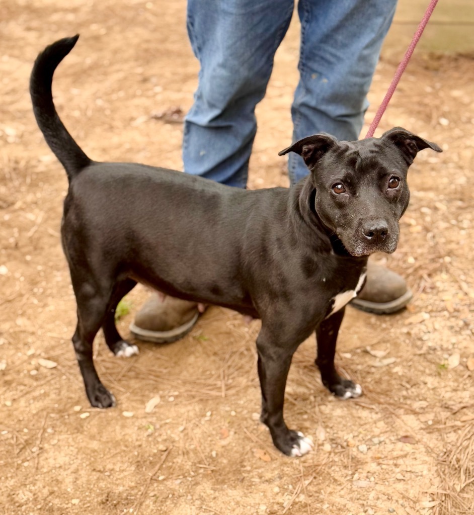 Prissy, an adoptable Mixed Breed in Albany, GA, 31706 | Photo Image 4