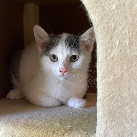 Twix, an adoptable Domestic Short Hair in Jefferson City, MO, 65102 | Photo Image 1