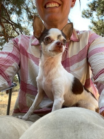 Nacho, an adoptable Chihuahua in Bend, OR, 97701 | Photo Image 2