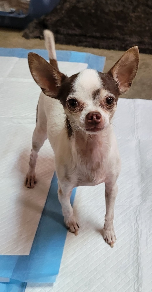 Nacho, an adoptable Chihuahua in Bend, OR, 97701 | Photo Image 3