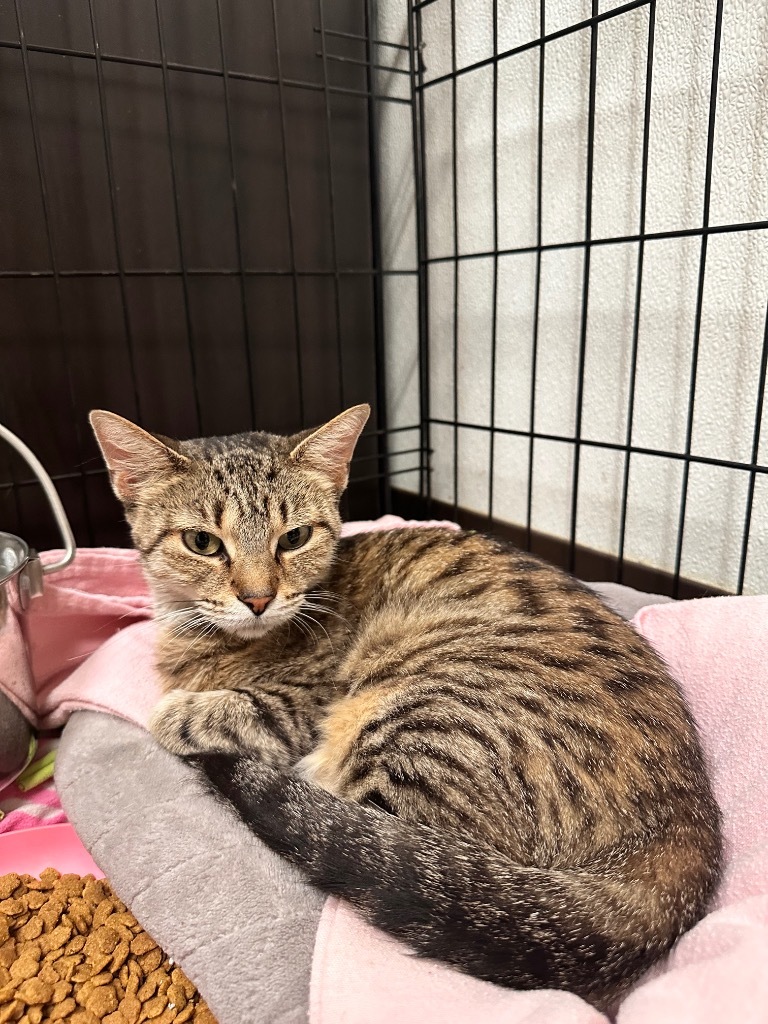 Strawberry, an adoptable American Shorthair in Fulton, TX, 78358 | Photo Image 1