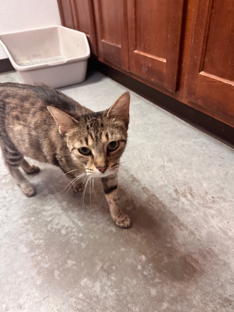 Strawberry, an adoptable American Shorthair in Fulton, TX, 78358 | Photo Image 2