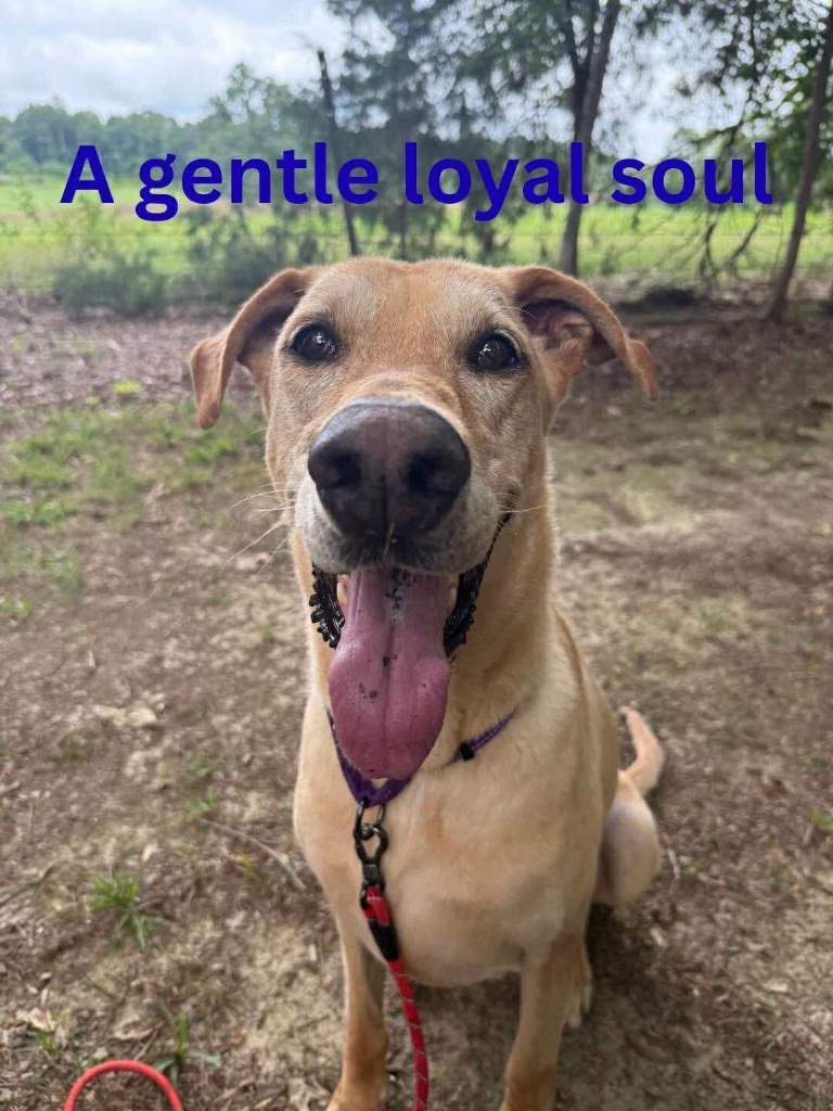 Vulcan, an adoptable Doberman Pinscher, German Shepherd Dog in Waxhaw, NC, 28173 | Photo Image 1