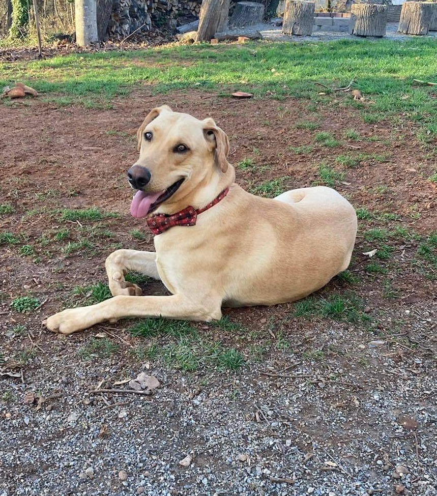 Vulcan, an adoptable Doberman Pinscher, German Shepherd Dog in Waxhaw, NC, 28173 | Photo Image 2