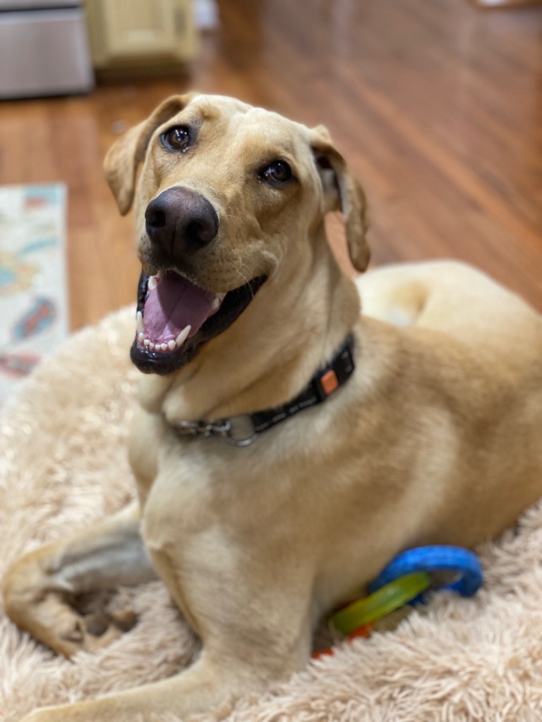 Vulcan, an adoptable Doberman Pinscher, German Shepherd Dog in Waxhaw, NC, 28173 | Photo Image 3