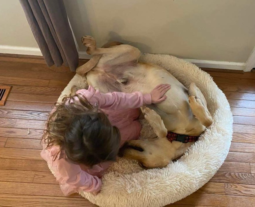 Vulcan, an adoptable Doberman Pinscher, German Shepherd Dog in Waxhaw, NC, 28173 | Photo Image 3