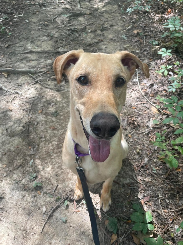 Vulcan, an adoptable Doberman Pinscher, German Shepherd Dog in Waxhaw, NC, 28173 | Photo Image 5