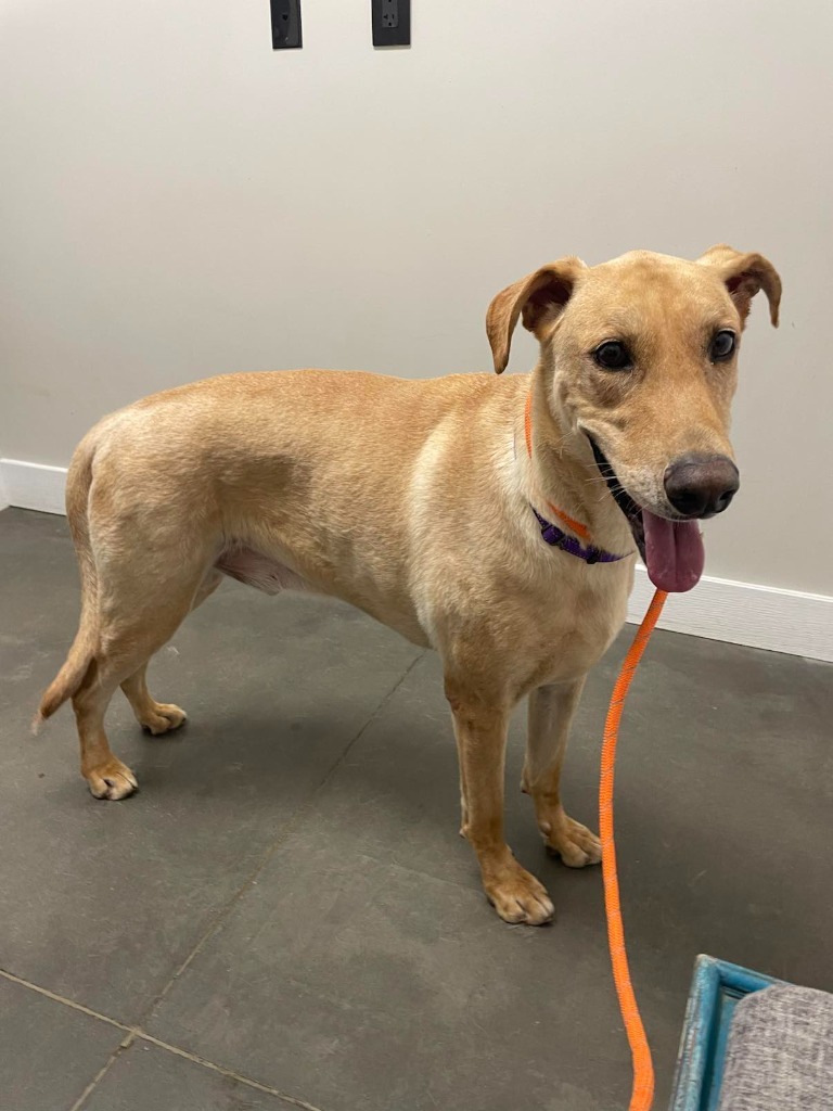 Vulcan, an adoptable Doberman Pinscher, German Shepherd Dog in Waxhaw, NC, 28173 | Photo Image 5