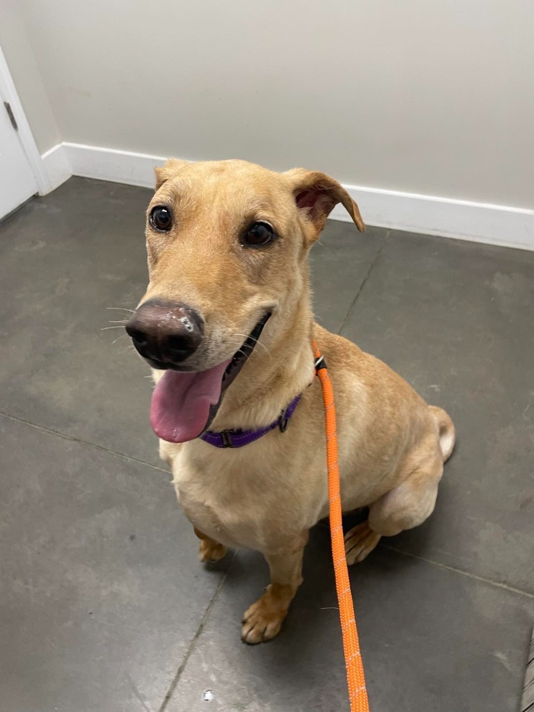 Vulcan, an adoptable Doberman Pinscher, German Shepherd Dog in Waxhaw, NC, 28173 | Photo Image 6