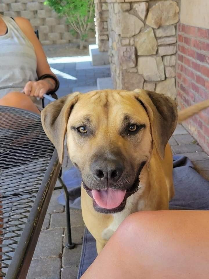 Stinky/A498420/Lincoln, an adoptable Mastiff, Mixed Breed in Reno, NV, 89506 | Photo Image 2