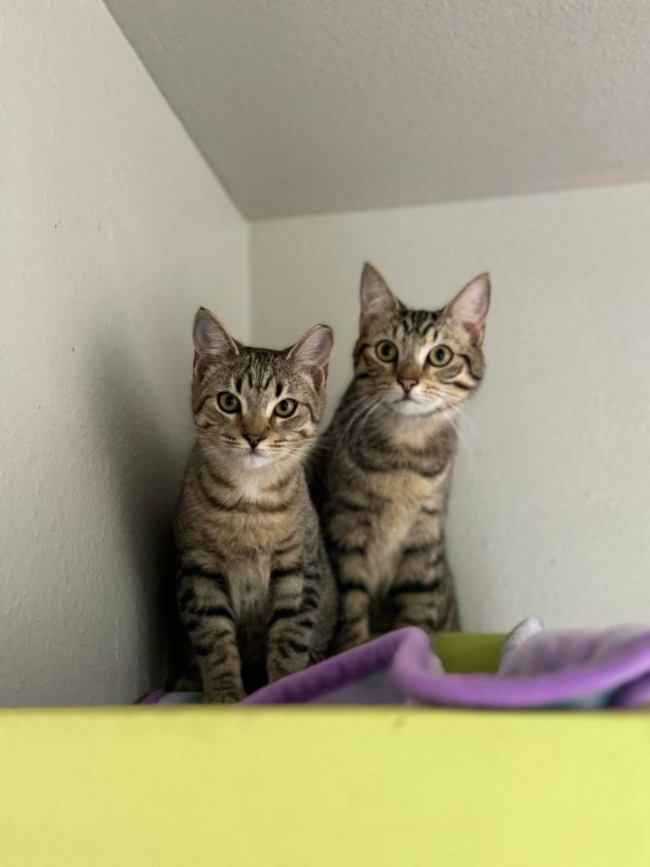 Cat for adoption Cayenne, a Domestic Short Hair in Myakka City, FL