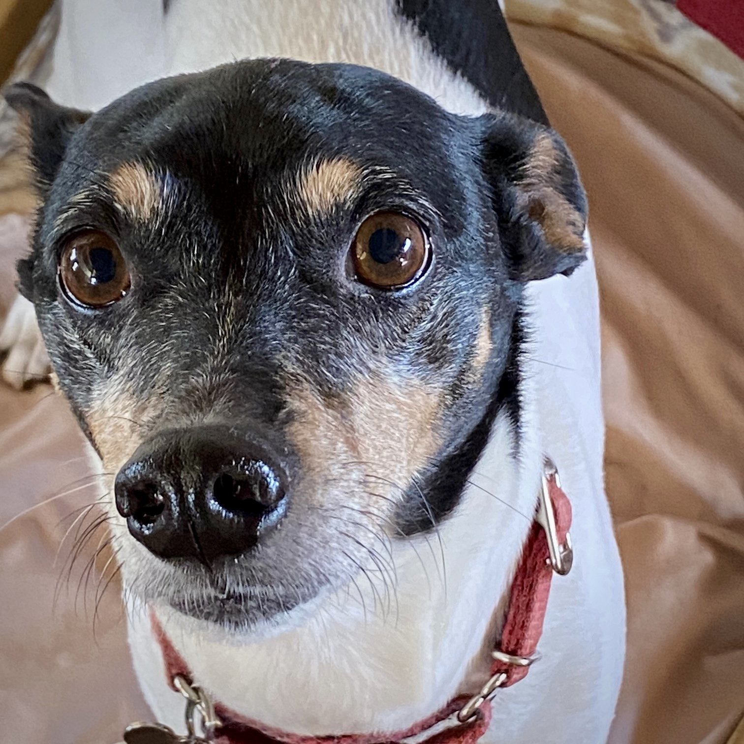 Parker (ID), an adoptable Rat Terrier in Naples, ID, 83847 | Photo Image 1
