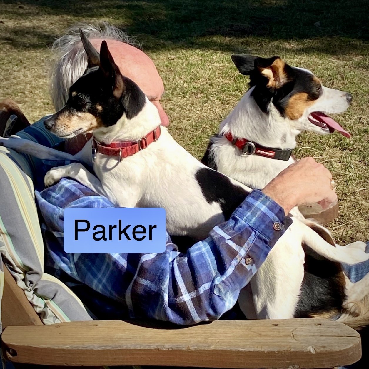 Parker (ID), an adoptable Rat Terrier in Naples, ID, 83847 | Photo Image 2